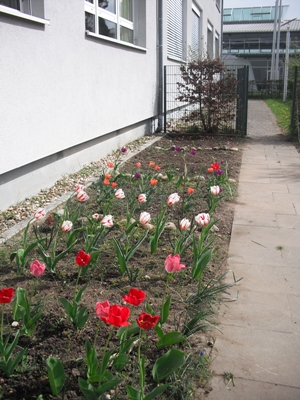 2014 Neues aus dem Schulgarten