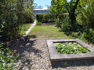 Neues aus dem Schulgarten 07-2020