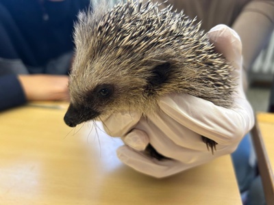 Igel 2a